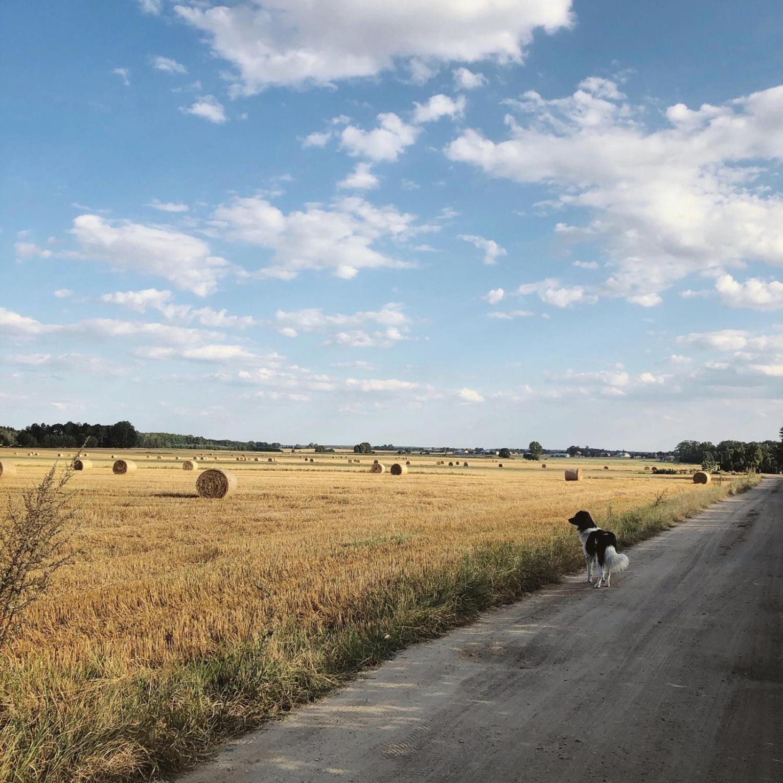 Alpakarium, Hodowla Alpak & Pensjonat Stara Kornica Exteriör bild