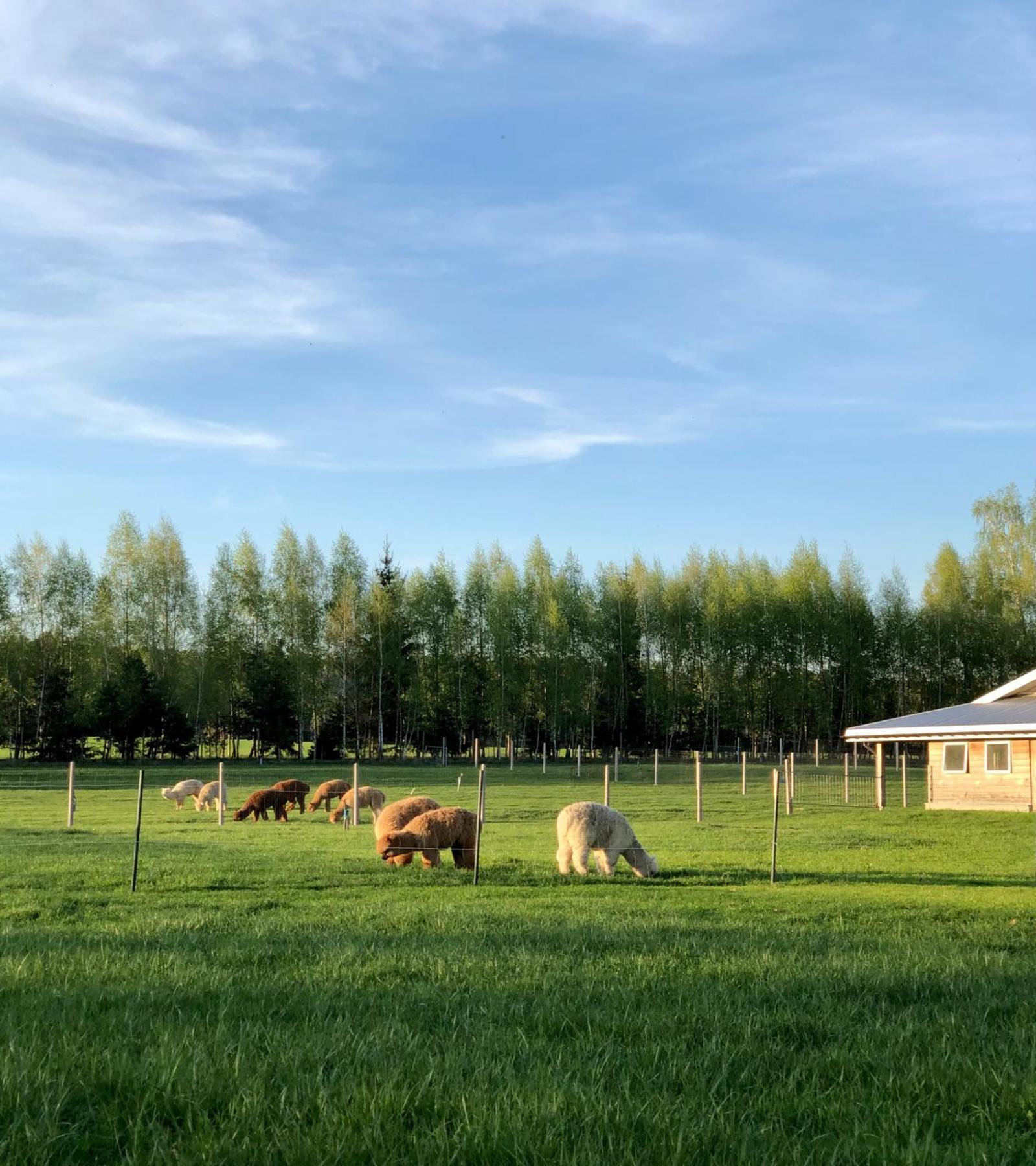 Alpakarium, Hodowla Alpak & Pensjonat Stara Kornica Exteriör bild