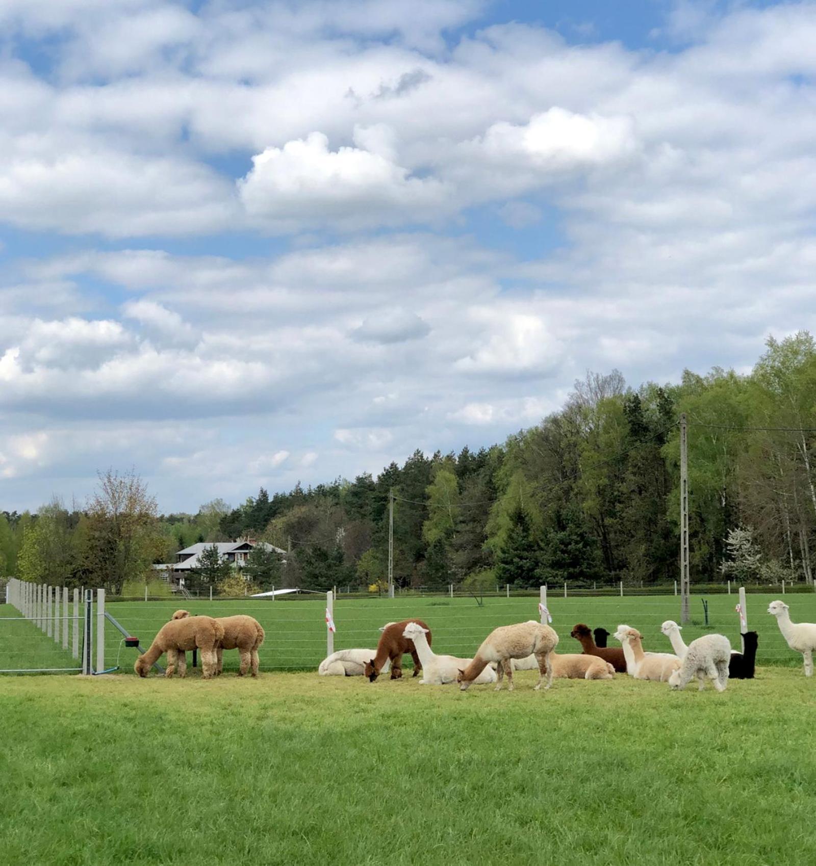 Alpakarium, Hodowla Alpak & Pensjonat Stara Kornica Exteriör bild